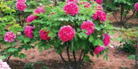 Кога да подрязваме божури за зимата на открито